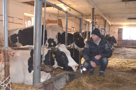 Główny profil gospodarstwa to hodowla bydła mlecznego rasy nizinnej