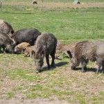 O RACJONALNĄ GOSPODARKĘ ŁOWIECKĄ W LUBUSKIEM