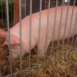 Materiały informacyjne dla hodowców świń dotyczące ASF