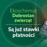 STAWKI PŁATNOŚCI W RAMACH EKOSCHEMATU DOBROSTAN ZWIERZĄT ZA 2024 R. STAWKI PŁATNOŚCI W RAMACH EKOSCHEMATU DOBROSTAN ZWIERZĄT ZA 2024 R.