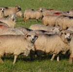 APEL GŁÓWNEGO LEKARZA WETERYNARII DO HODOWCÓW OWIEC WS. PRYSZCZYCY