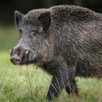SAMORZĄD ROLNICZY W SPRAWIE PROJEKTU USTAWY „UWAGA! POLOWANIE. ZMIEŃMY PRAWO ŁOWIECKIE. NA DOBRE”.