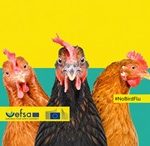 ZAPOBIEGANIE GRYPIE PTAKÓW – KAMPANIA EFSA #NO BIRD FLU (STOP GRYPIE PTAKÓW – CHROŃ SWOJE GOSPODARSTWO)